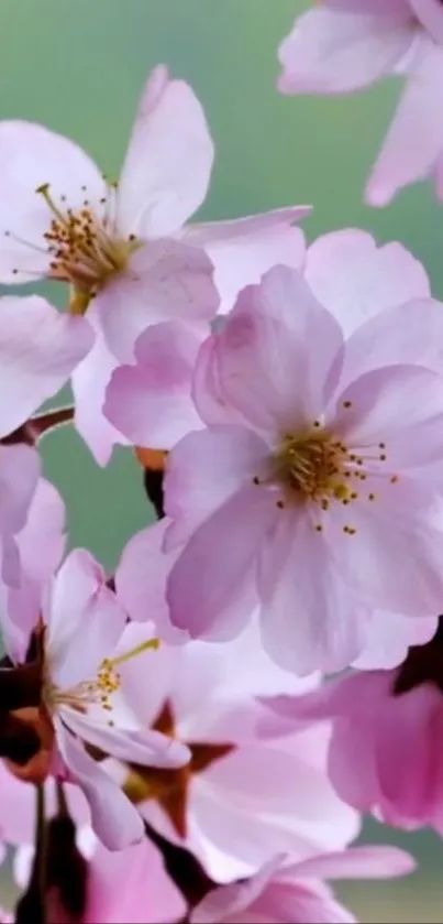 Close-up of pink cherry blossoms on a branch, creating a serene mobile wallpaper.