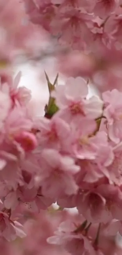 Mobile wallpaper with pink cherry blossoms in full bloom.