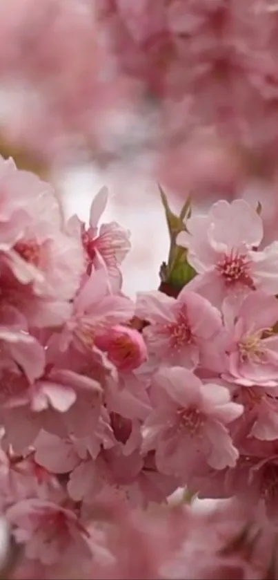 Cherry blossoms in full bloom in vibrant pink hues.