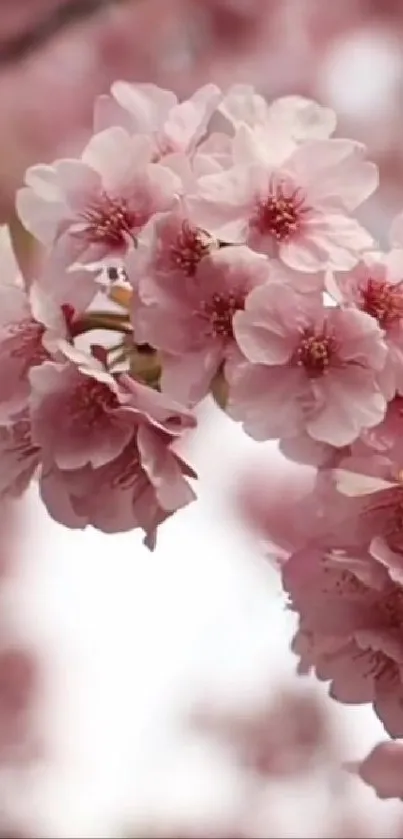 Beautiful pink cherry blossoms on a branch.