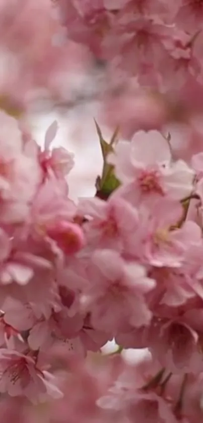 Cherry blossom wallpaper with pink petals.