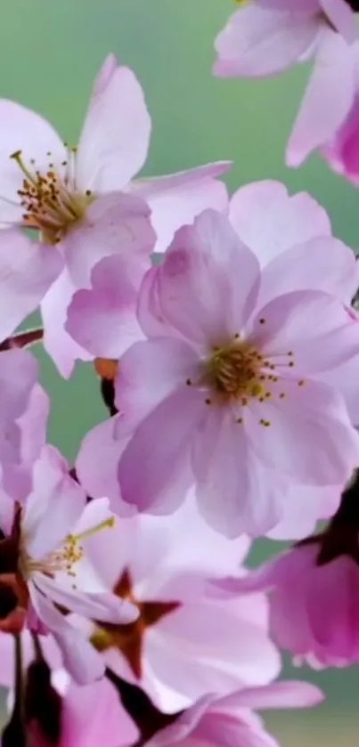 Cherry blossom mobile wallpaper with pink blooms.