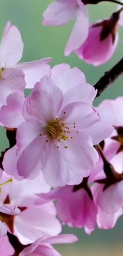 Close-up of pink cherry blossoms on a branch with a soft green background.