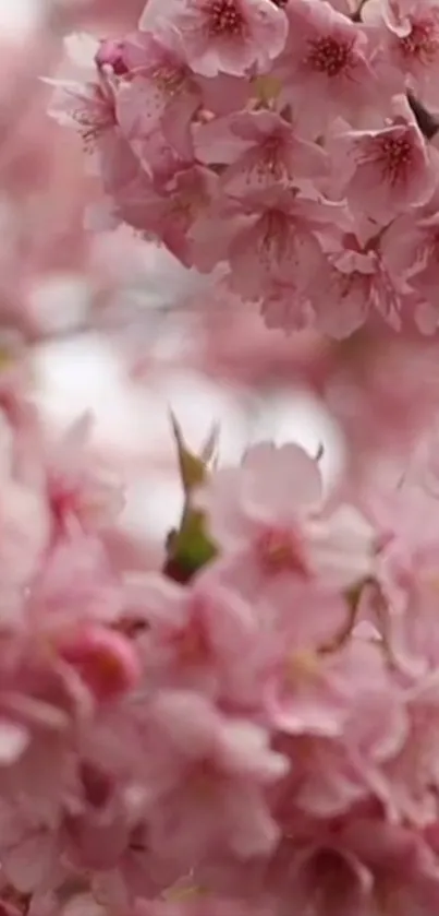 Mobile wallpaper featuring pink cherry blossoms in soft focus.