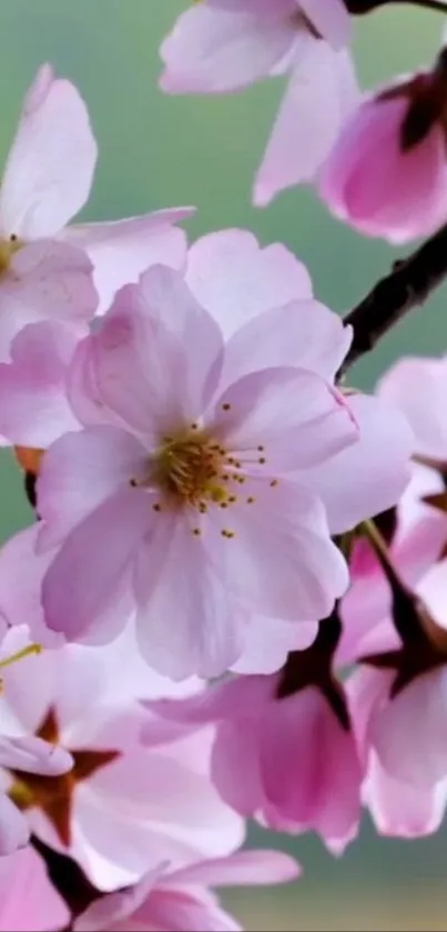 Cherry blossoms in pink hues, close-up wallpaper.