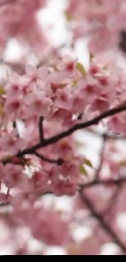 Cherry blossom branches with pink flowers in bloom.