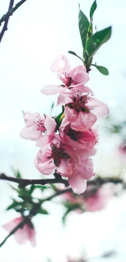 Mobile wallpaper featuring cherry blossoms in soft pink hues.