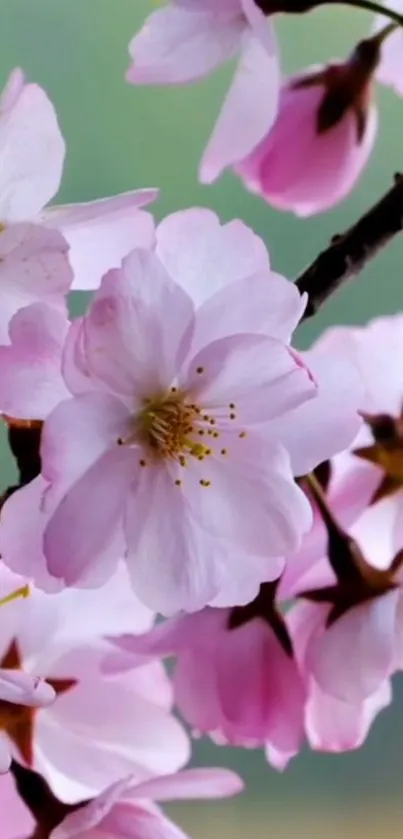 Cherry blossoms in full bloom with soft pink petals on a branch.