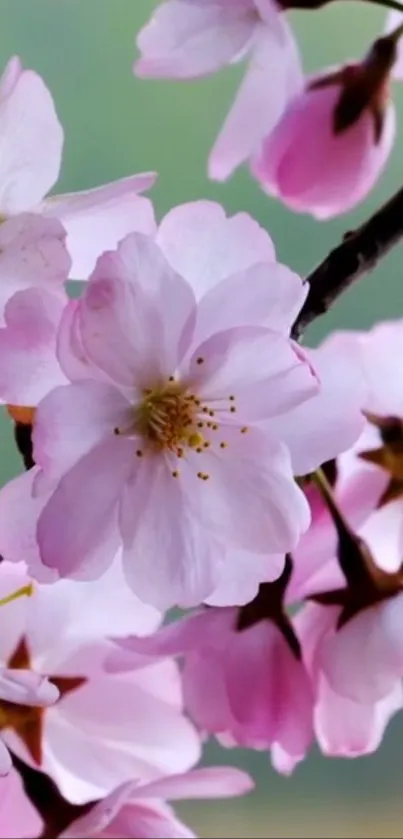 Cherry blossom flowers with pink petals and a green background.