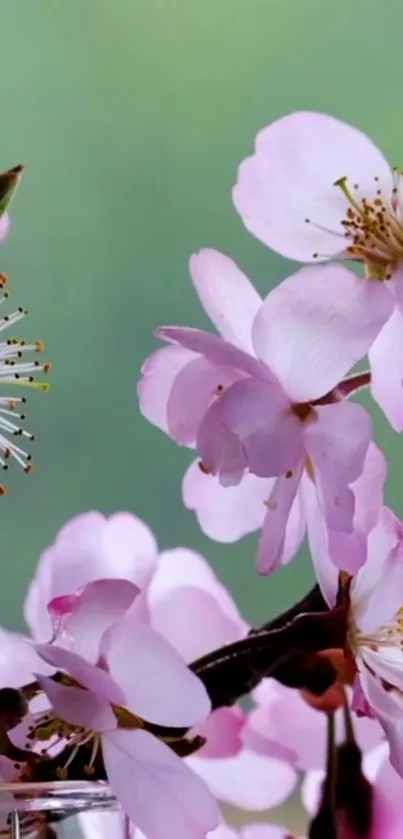 Pink cherry blossoms against a green background.