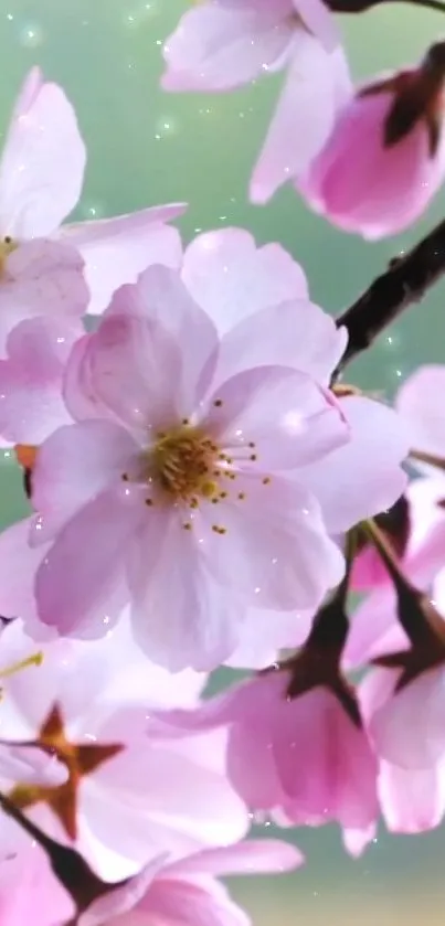 Delicate cherry blossom flowers in a pink hue with a soft green background.