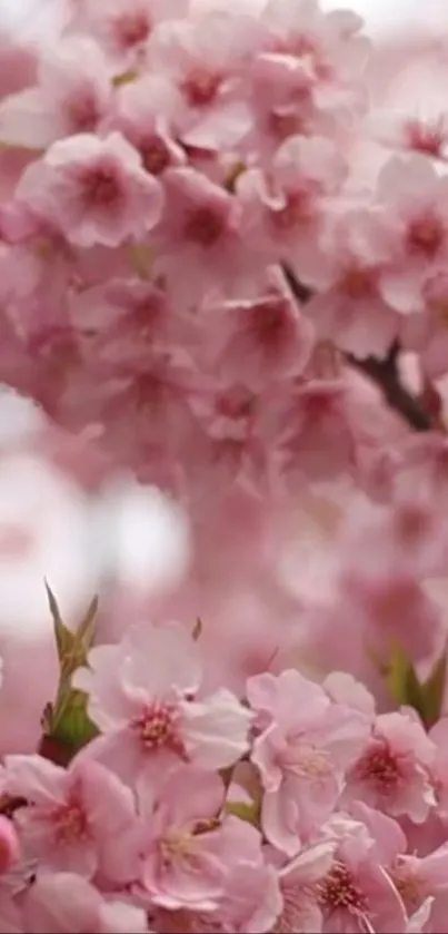 Beautiful cherry blossoms in full bloom on a mobile wallpaper.