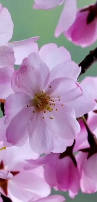 Cherry blossoms in full bloom, showcasing delicate pink petals.