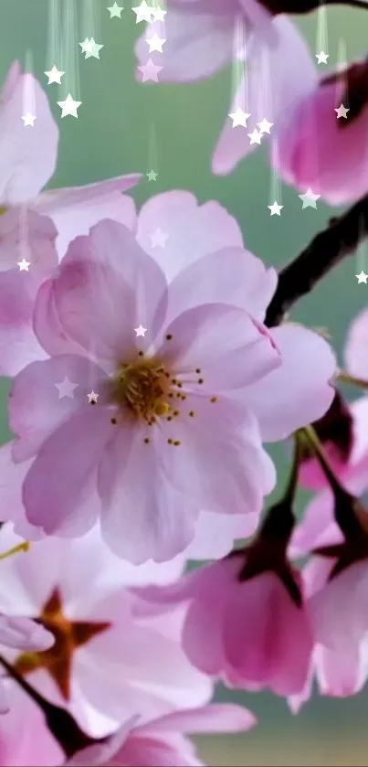 Cherry blossom wallpaper with pink flowers and stars.