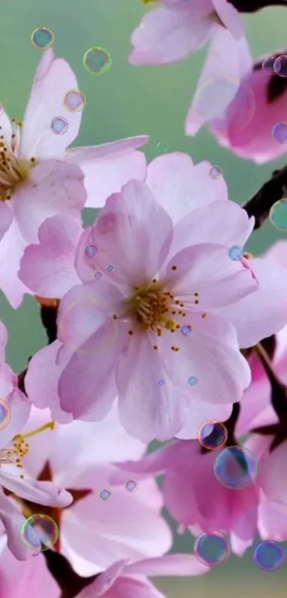 Cherry blossom flowers with a soft pink hue on a mobile wallpaper.