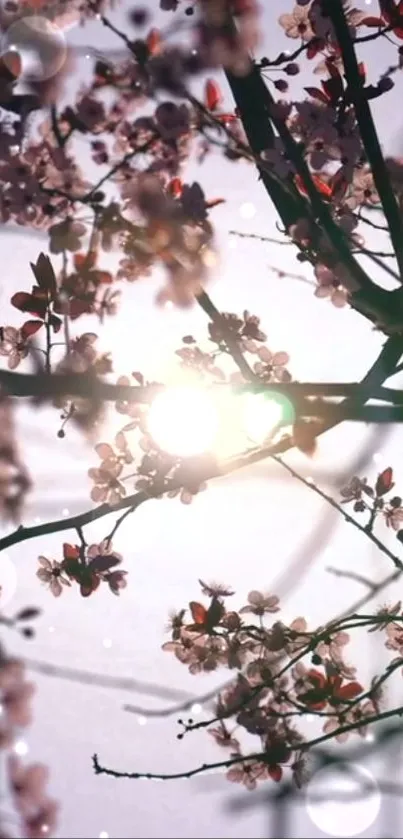 Mobile wallpaper of cherry blossoms with sunlight filtering through branches.