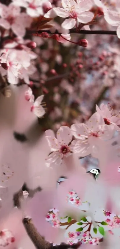 Serene mobile wallpaper with cherry blossom flowers in soft pink hues.