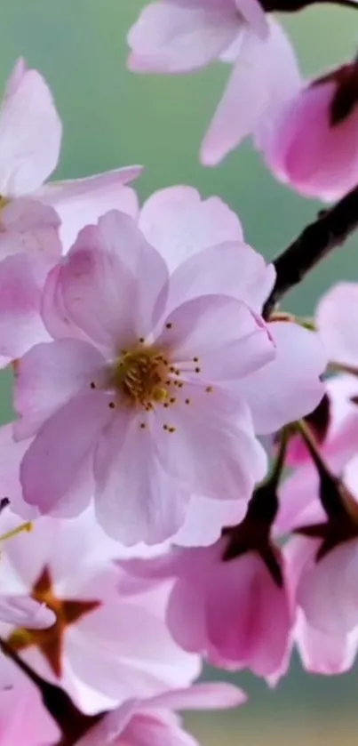 Pink cherry blossoms in full bloom on mobile wallpaper.