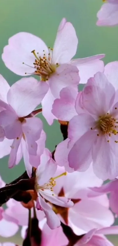 Cherry blossom flowers in pink hues on mobile wallpaper.