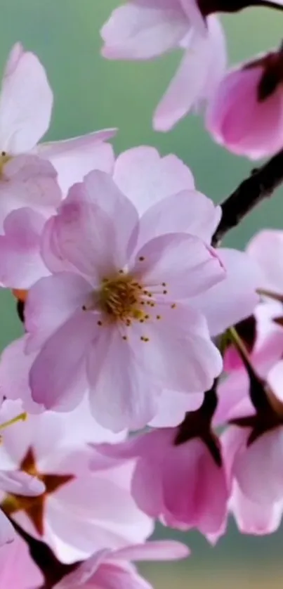 Cherry blossom wallpaper with pink petals and green background.