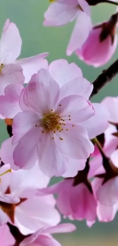 Cherry blossom wallpaper with pink flowers.