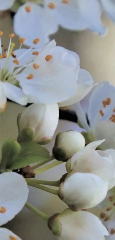 Cherry blossoms in full bloom against a gentle, blurred background.