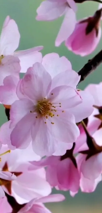 Pink cherry blossoms on a soft green backdrop.