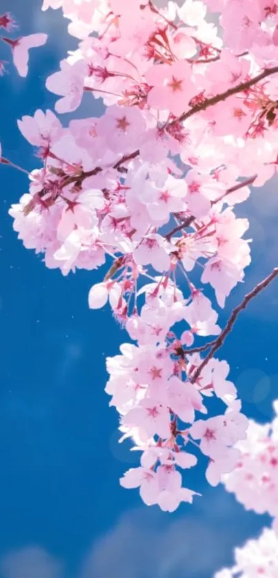 Cherry blossoms against a clear blue sky, creating a serene mobile wallpaper.