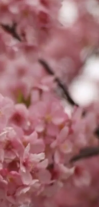 Blurry pink cherry blossom mobile wallpaper with a serene nature theme.