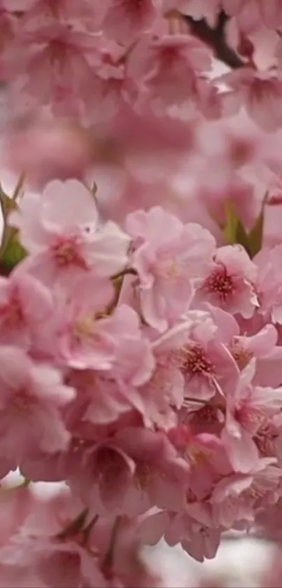 Beautiful cherry blossom flowers in pink hues, ideal for mobile wallpaper.