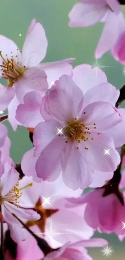 Cherry blossoms with sparkling highlights in soft pink hues.