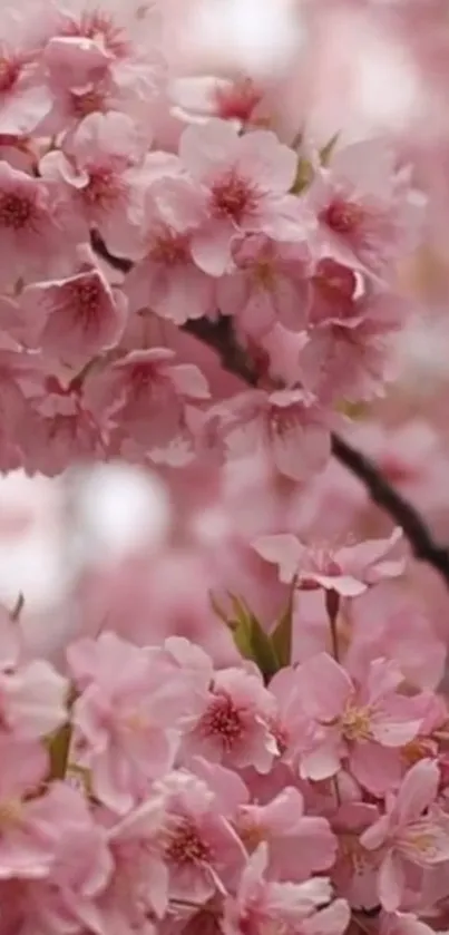 Pink cherry blossom branch in full bloom.