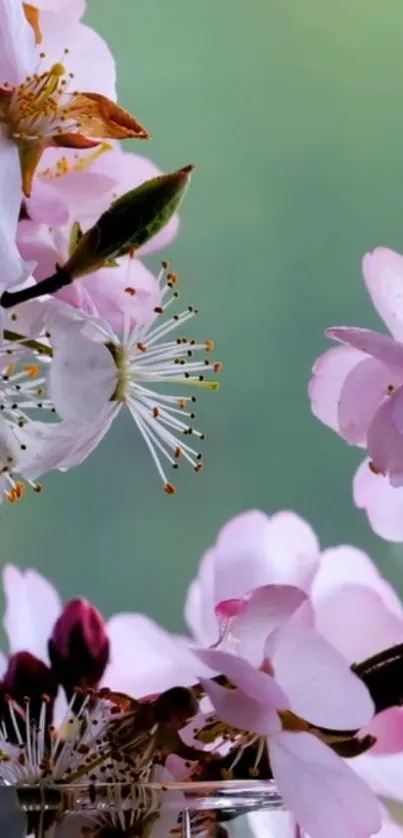 Cherry blossoms with pink petals on a gentle green background, perfect for mobile wallpaper.