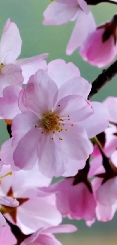 Pink cherry blossom flowers on a branch, perfect for a serene phone wallpaper.