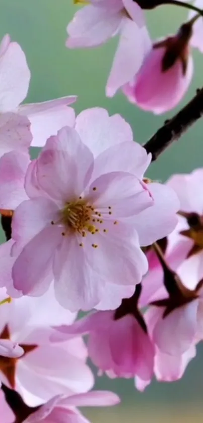 Cherry blossom wallpaper with pink flowers and green backdrop.