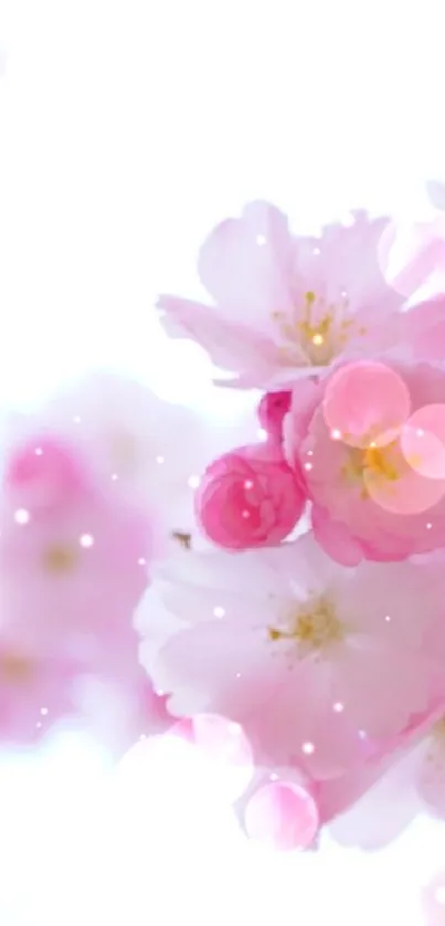 Cherry blossom mobile wallpaper with pink floral blooms.