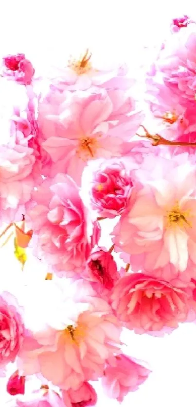 Delicate pink cherry blossoms with vibrant petals on a bright white background.