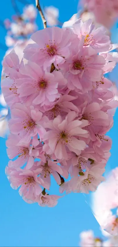 Cherry blossoms against a blue sky mobile wallpaper.