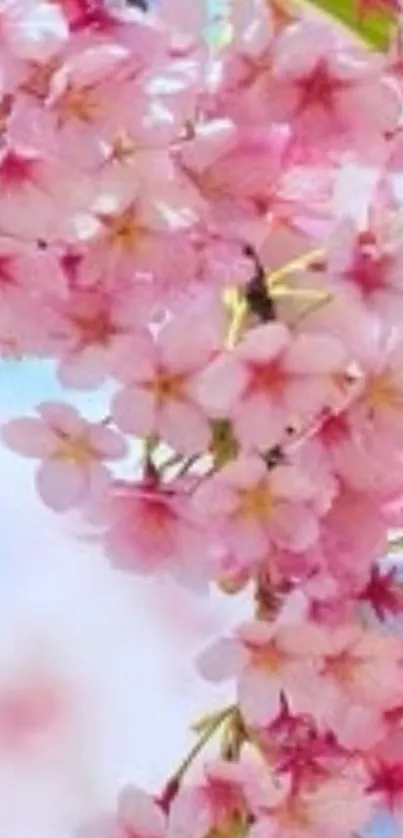 Cherry blossom flowers in vivid pink tones.