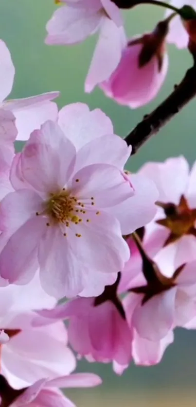 Cherry blossom cluster with pink petals, set against a soft background.