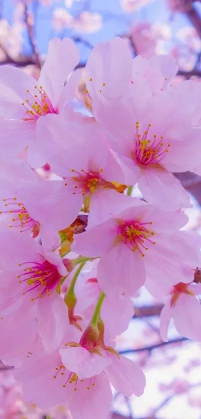 Cherry blossoms with pink flowers on tree branches under a clear sky.