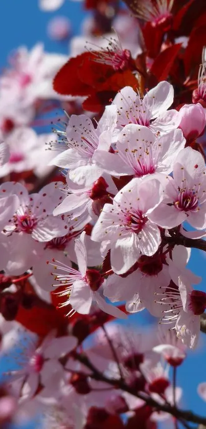 Cherry blossom wallpaper with pink flowers on a blue sky background.