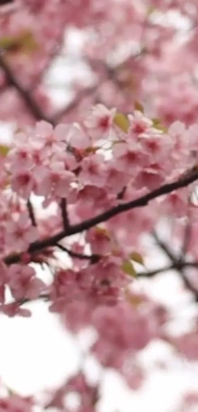 Cherry blossoms in full bloom creating a serene mobile wallpaper background.