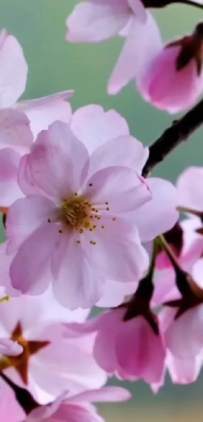 Cherry blossom wallpaper with pink petals and green background.