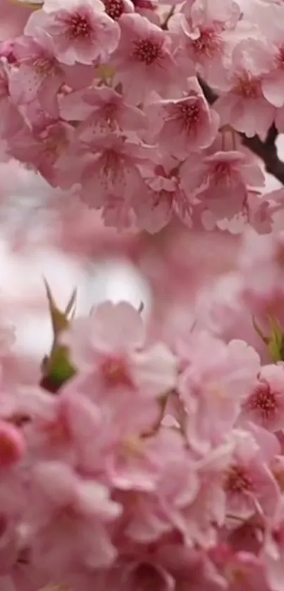 Beautiful light pink cherry blossoms in full bloom for mobile wallpaper.