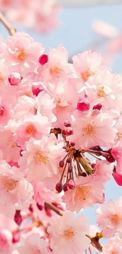 Cherry blossom flowers with pink petals on a branch against a blue sky.