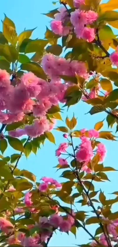 Cherry blossoms with blue sky background.