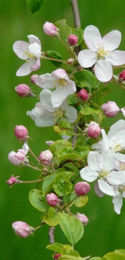 Cherry blossom wallpaper with pink and white flowers on a green background.