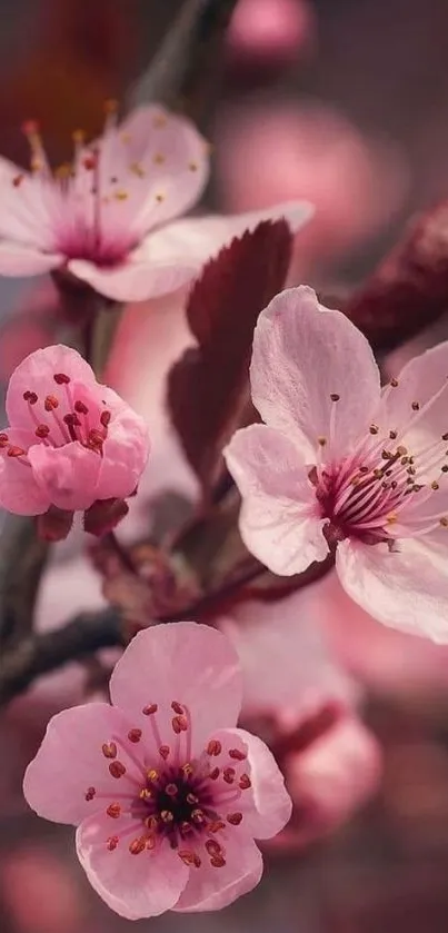 Screenshot of cherry blossoms on a mobile wallpaper with pink petals.