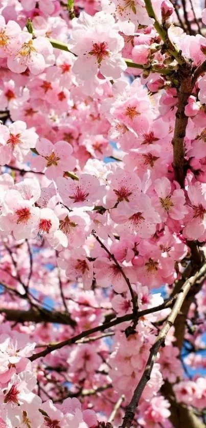 Vibrant pink cherry blossom flowers on tree branches in springtime.